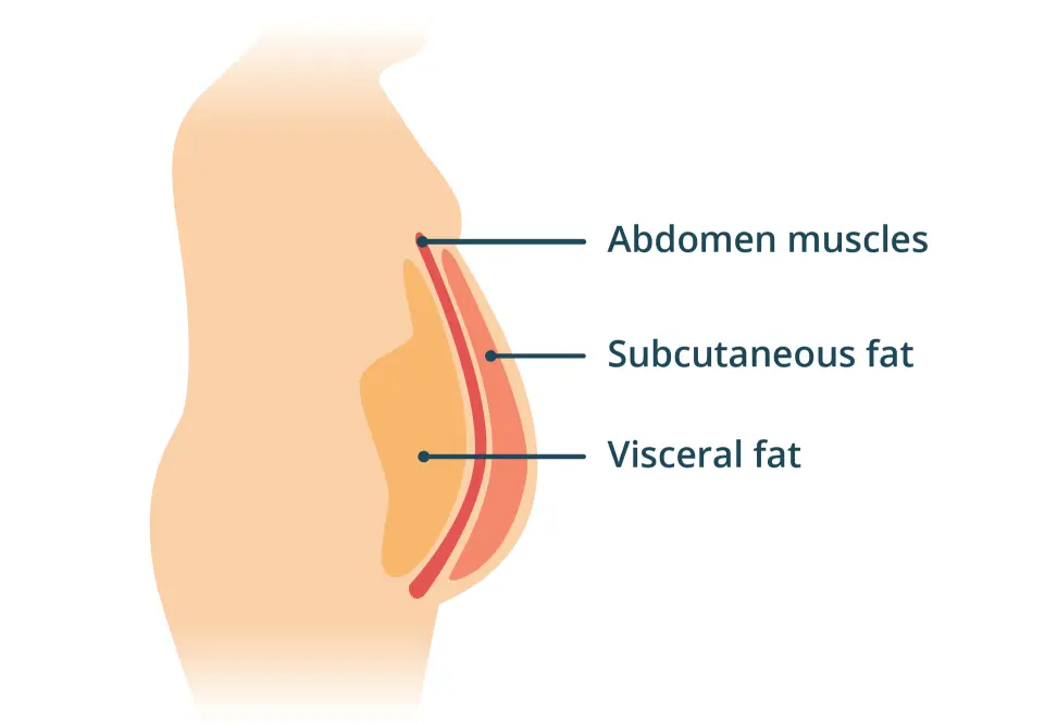 visceral fat diagram adc